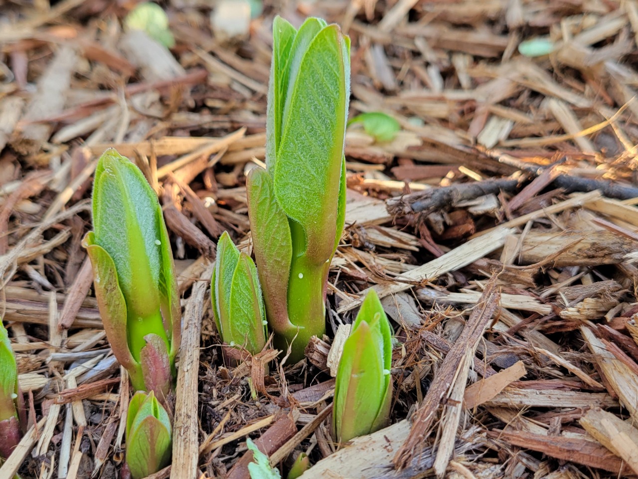 multiple eggs laid on milkweed