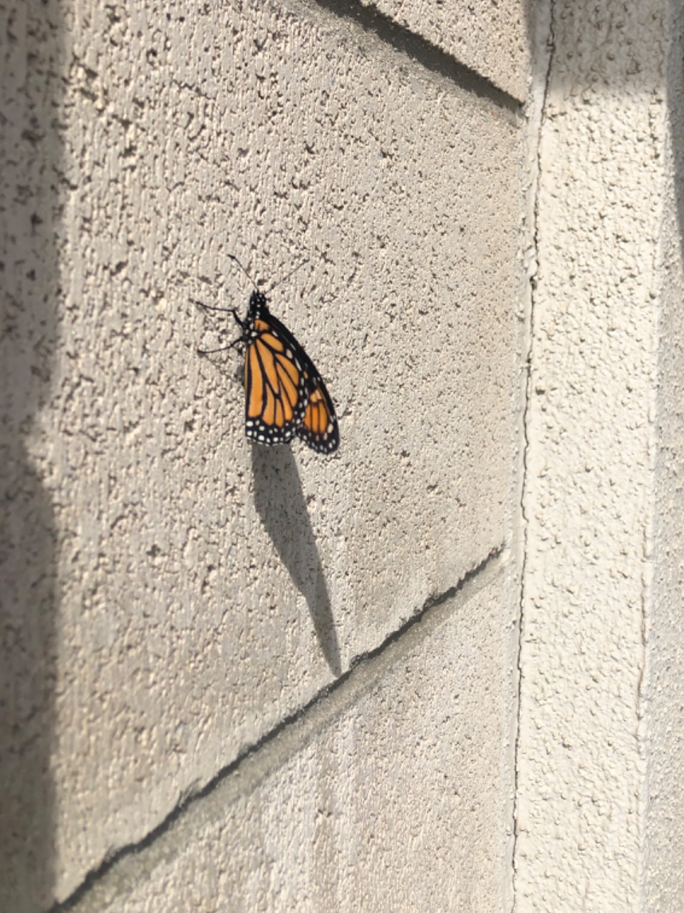 monarch