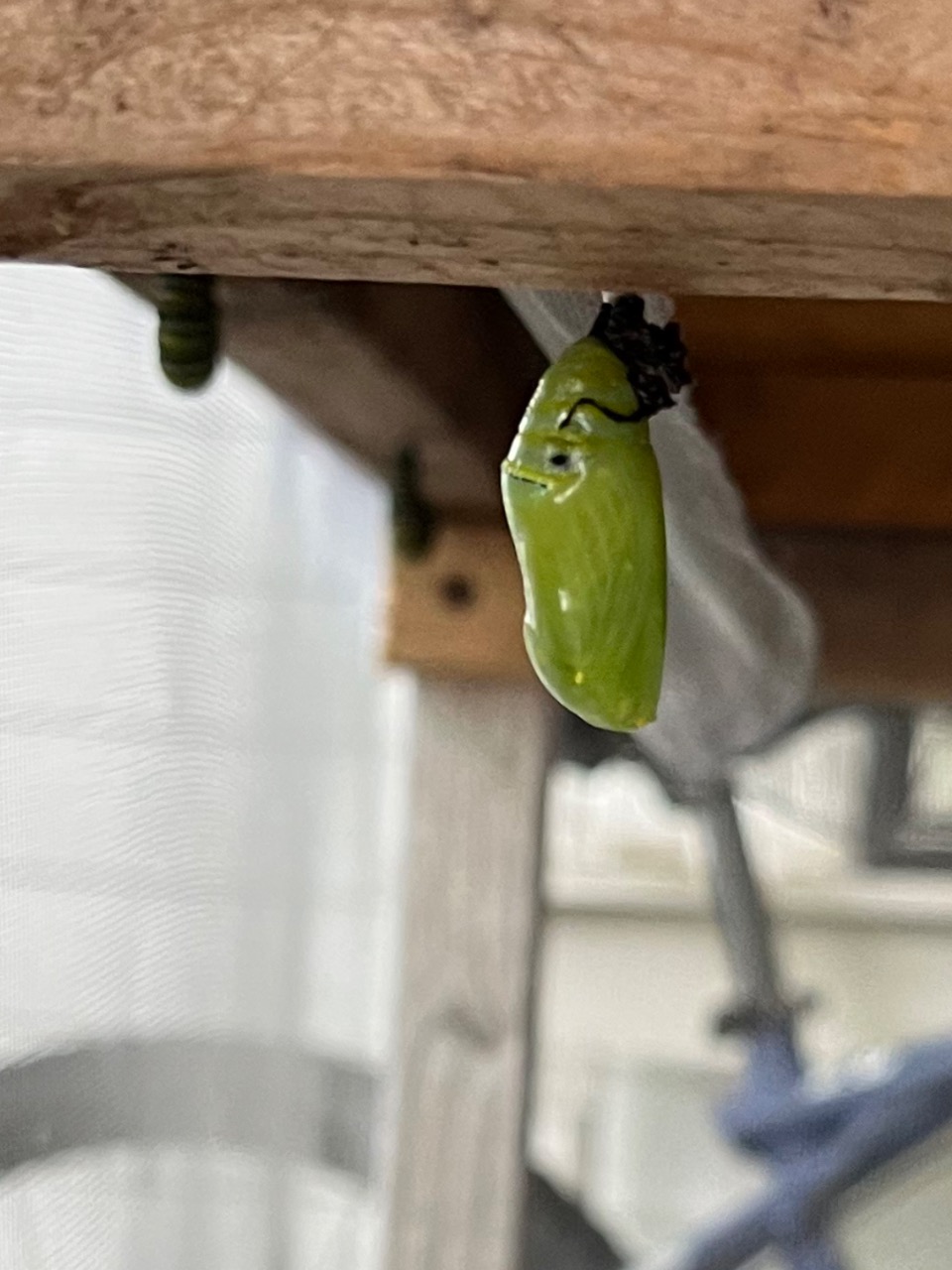 chrysalis