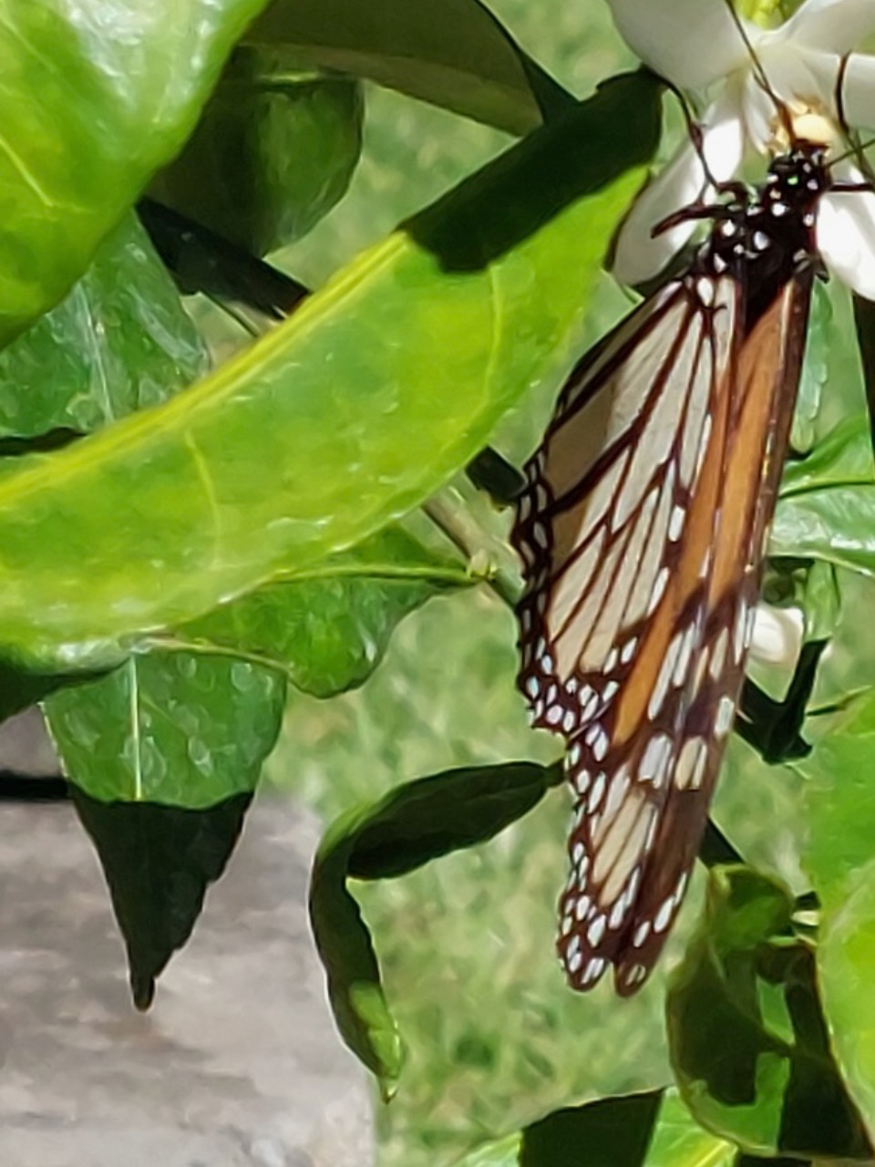 monarch on fruit tree