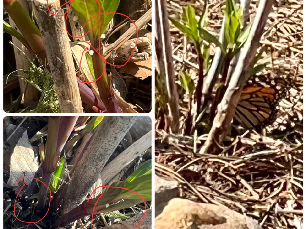 multiple swamp milkweed images