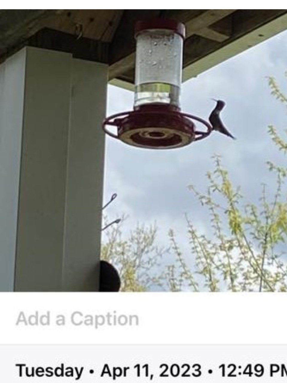 Ruby throated hummingbird at feeder