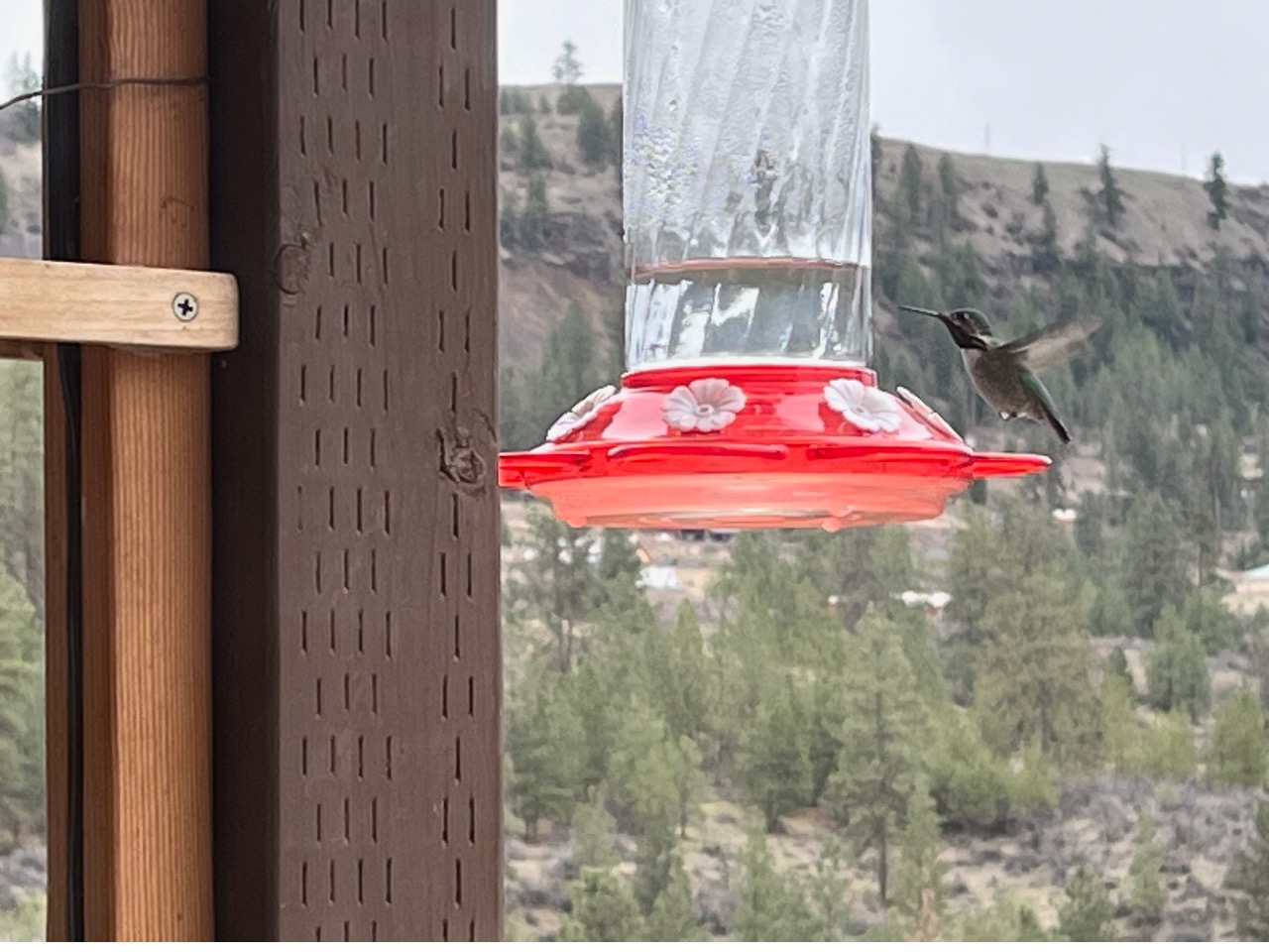 black chinned and rufous hummingbirds at feeder