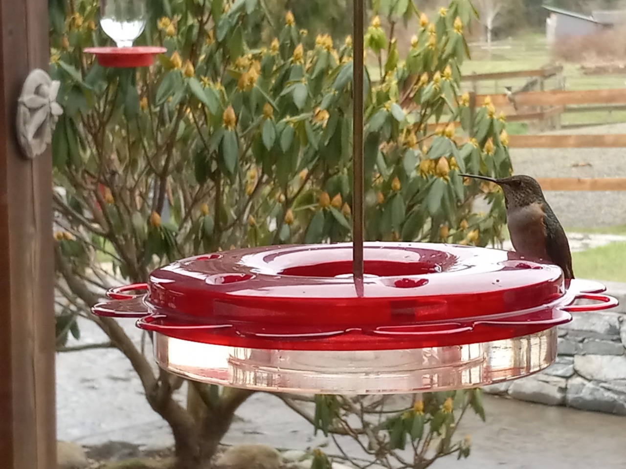 Rufous hummingbird at a bird feeder 