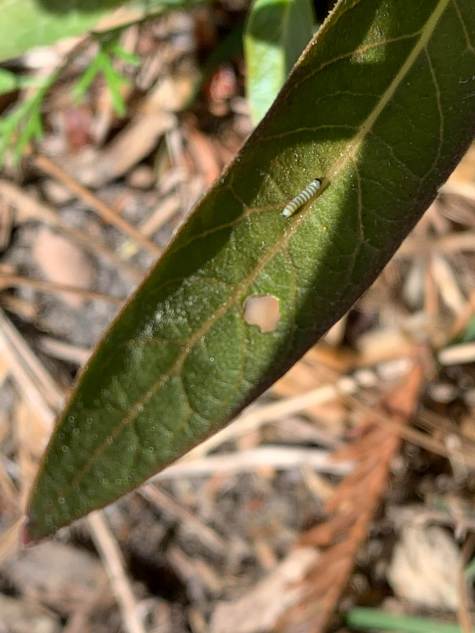 monarch larvae on leaf