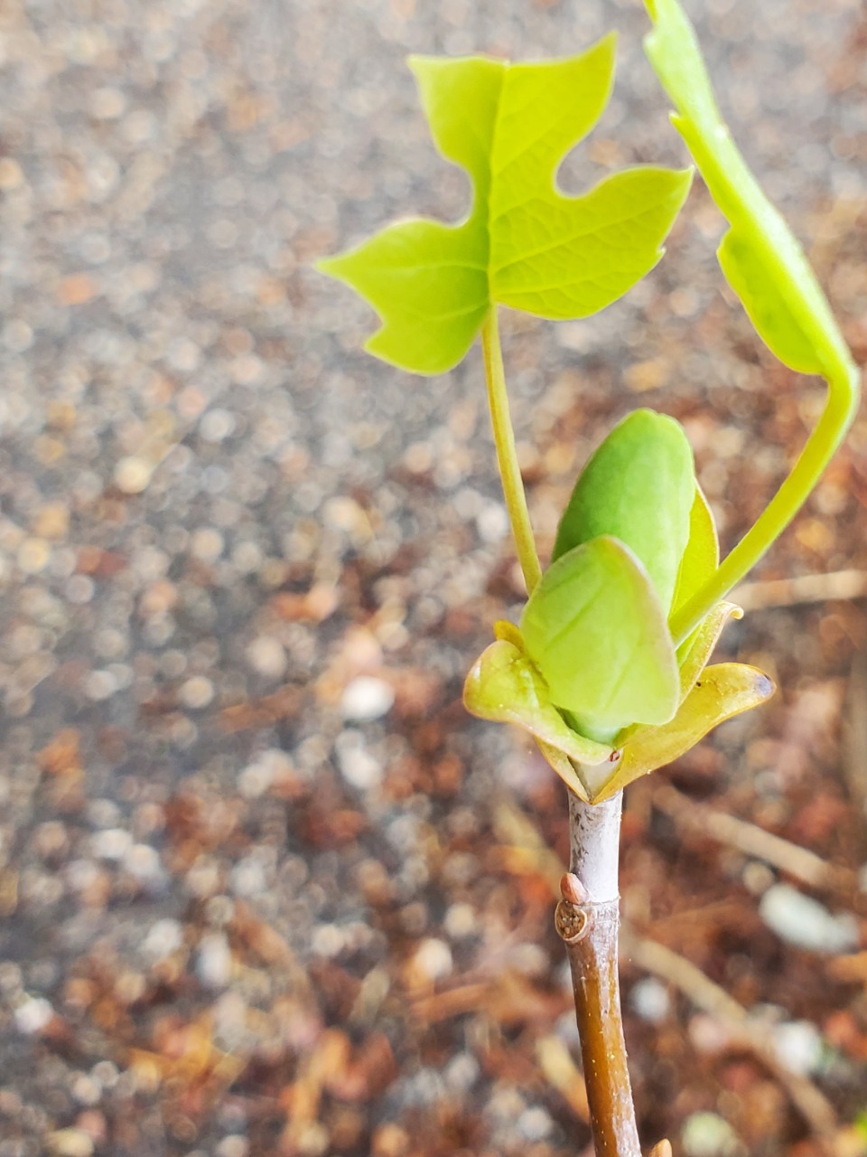 Tulip Poplar leafing out