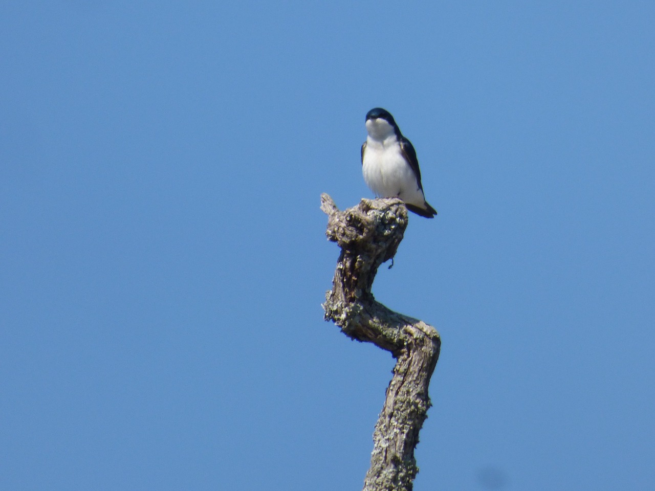 Perched on branch