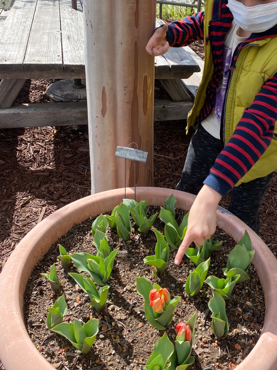 tulips blooming in pot with finger pointing to them