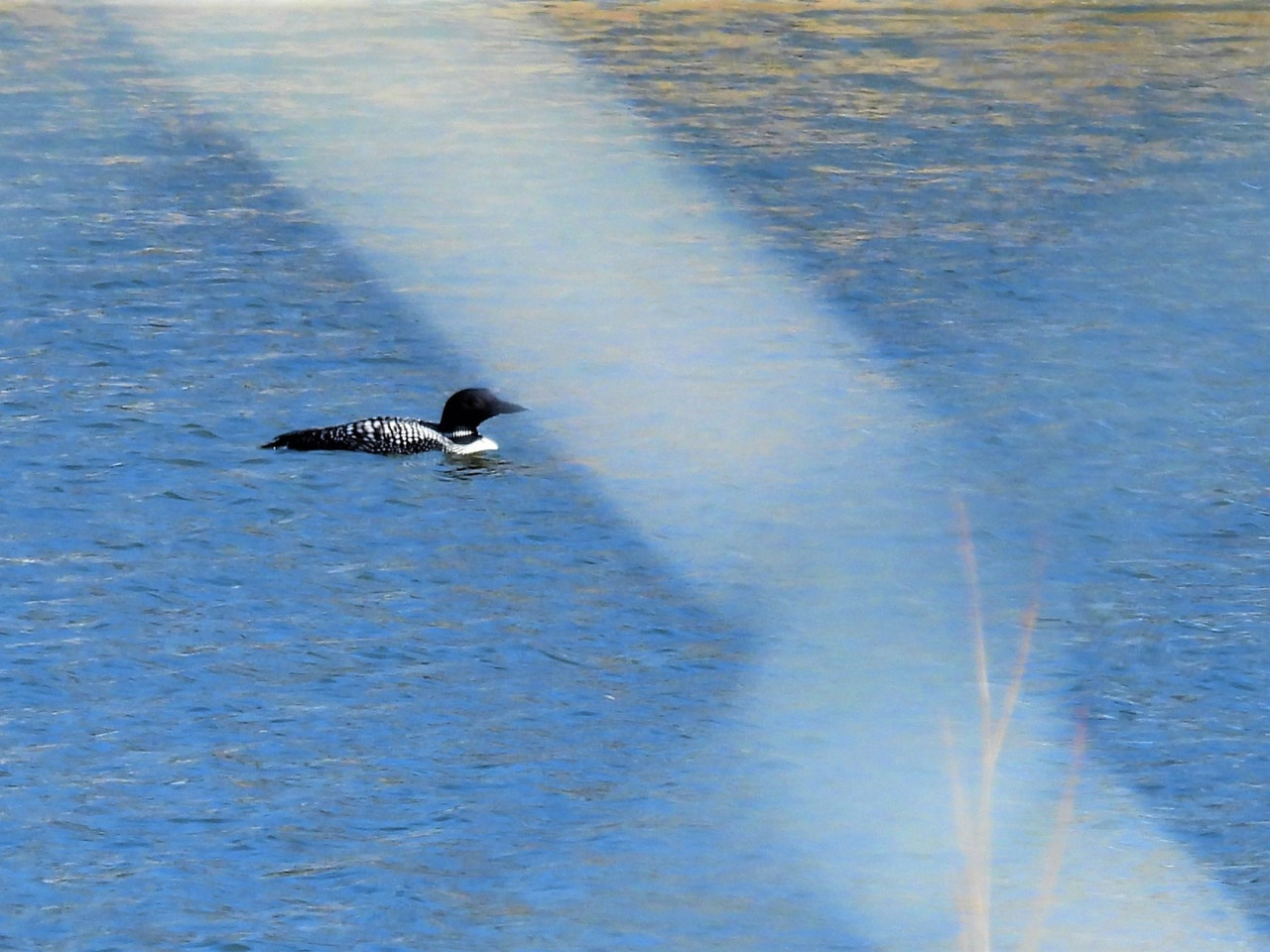 Common Loon in lake