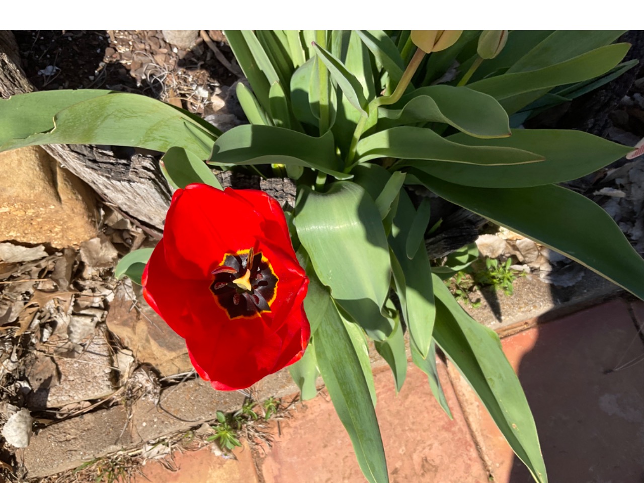 red tulip blooming from ground