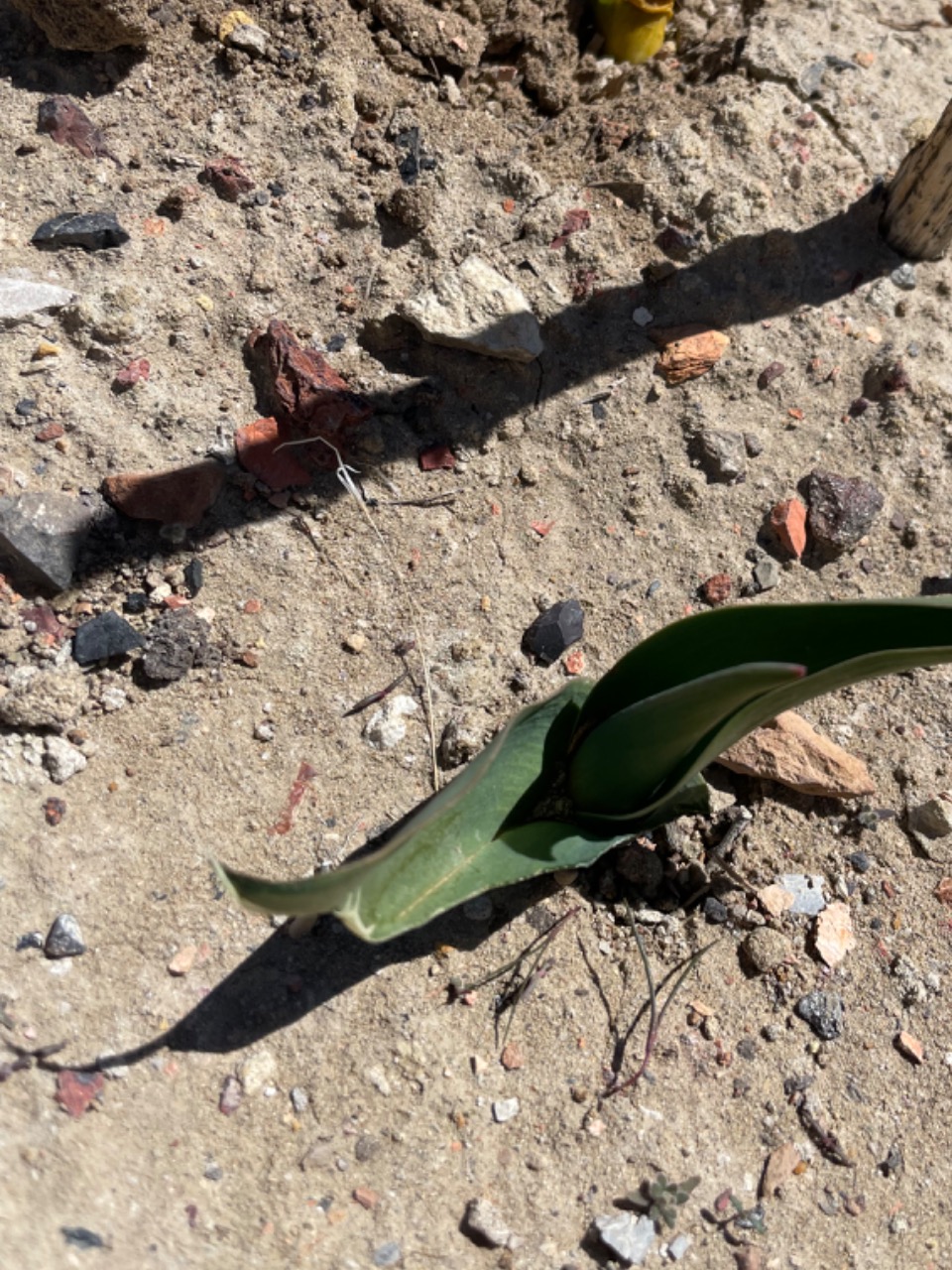 tulip emergence from soil