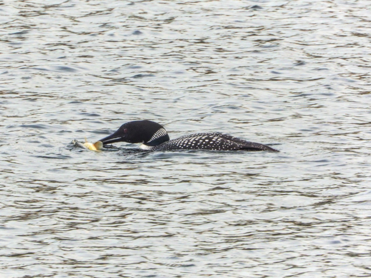 Common Loon in lake