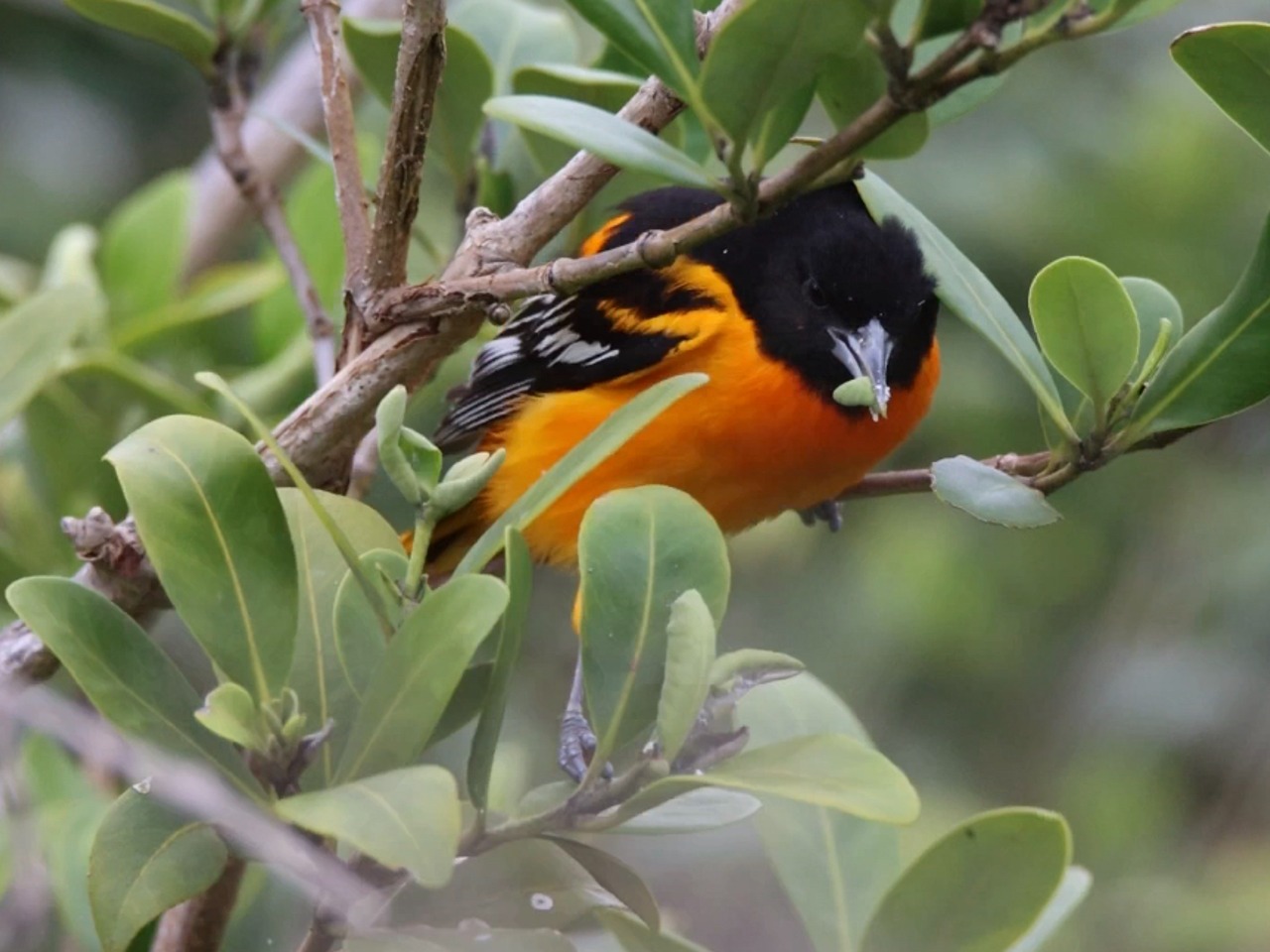 Baltimore Oriole in Mangrove