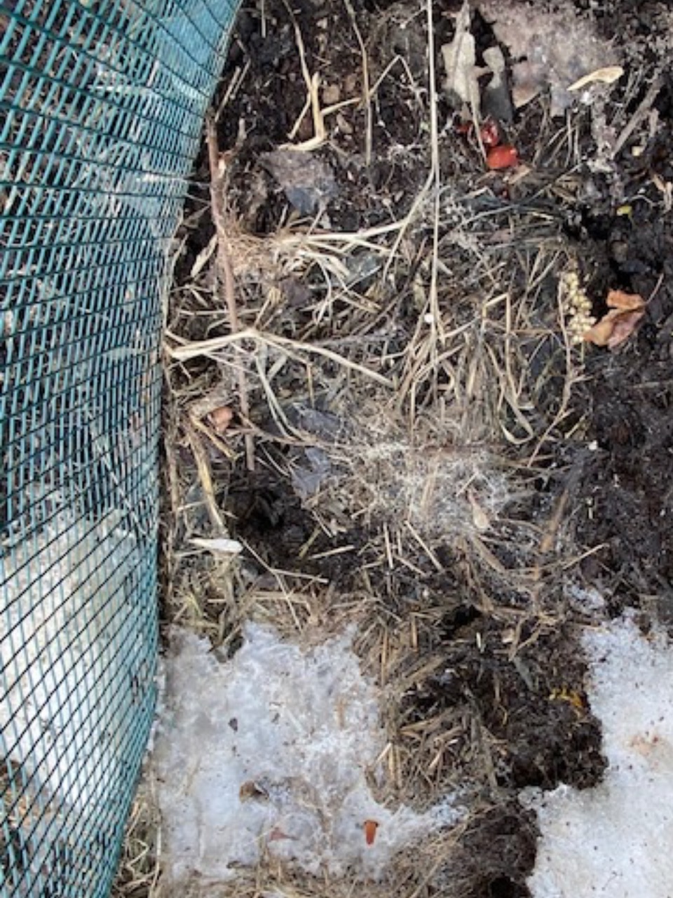 tulip emergence through ice