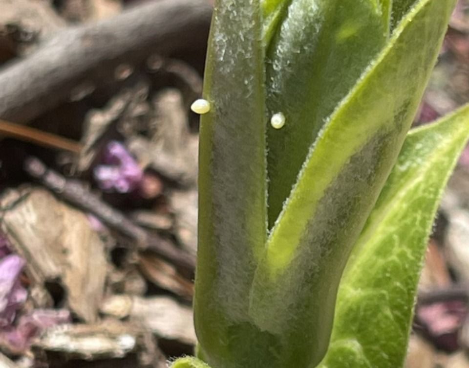 Monarch eggs on milkweed sprouts