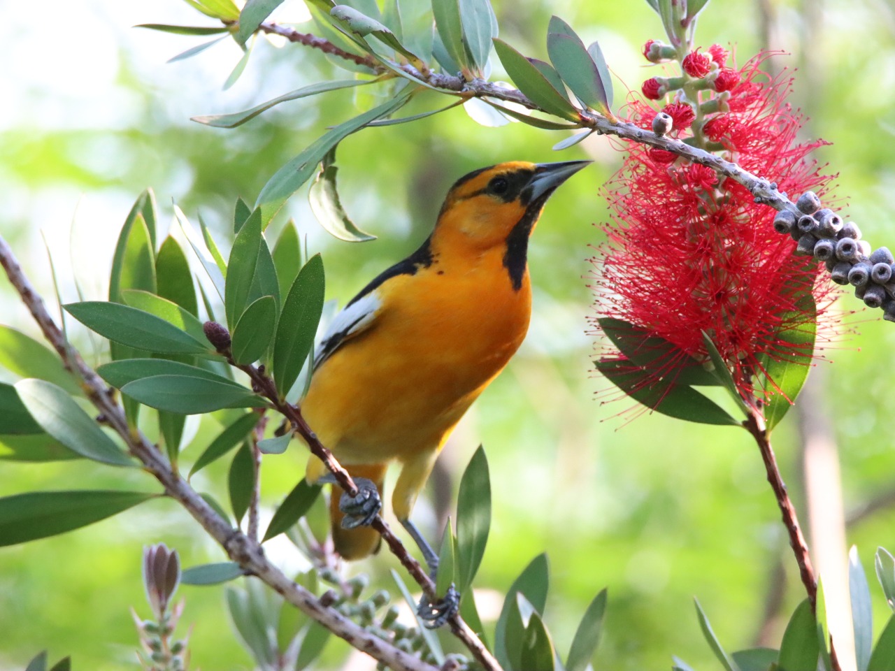 Bullock's Oriole perched in tree