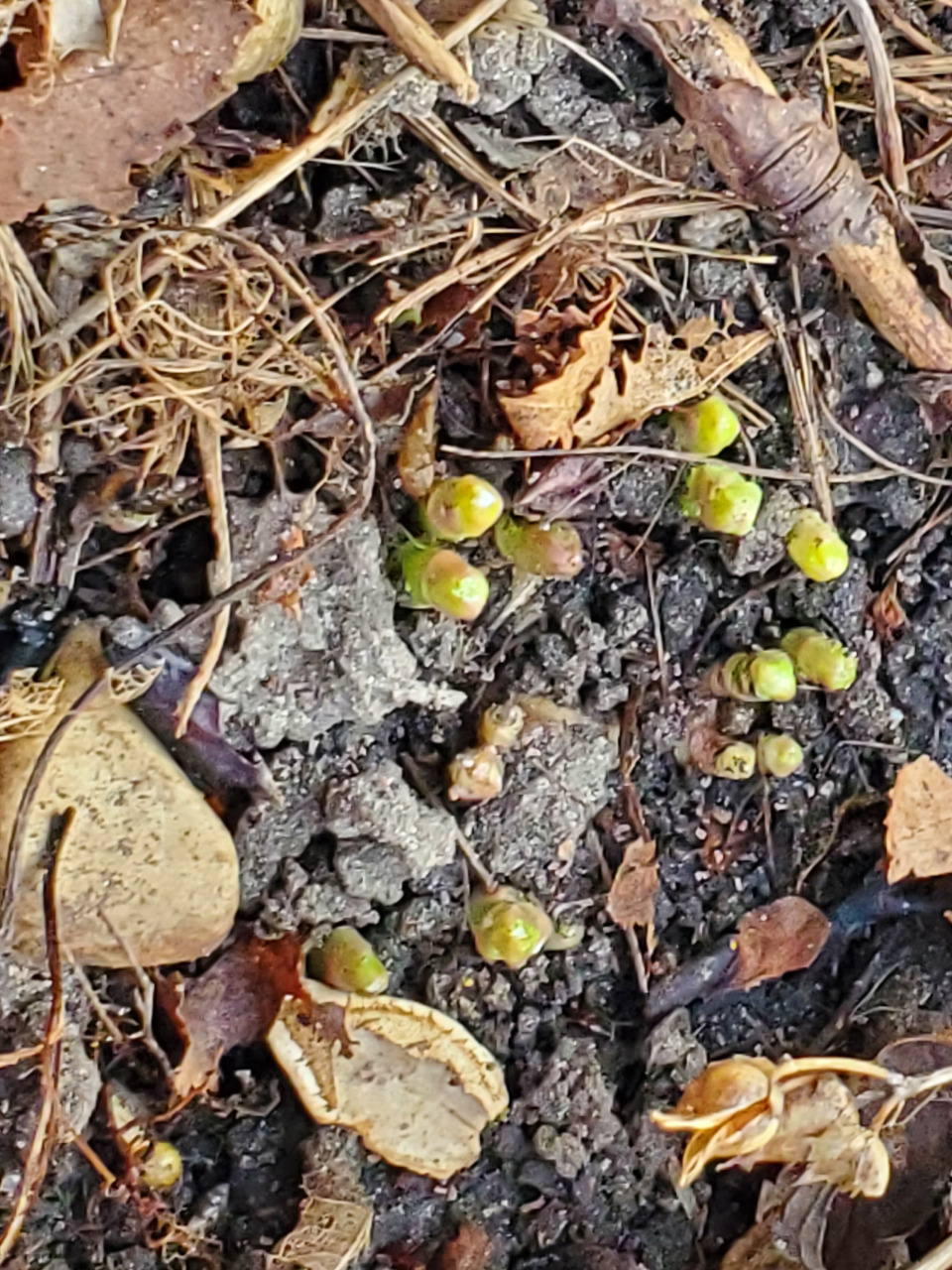 Milkweed emerging