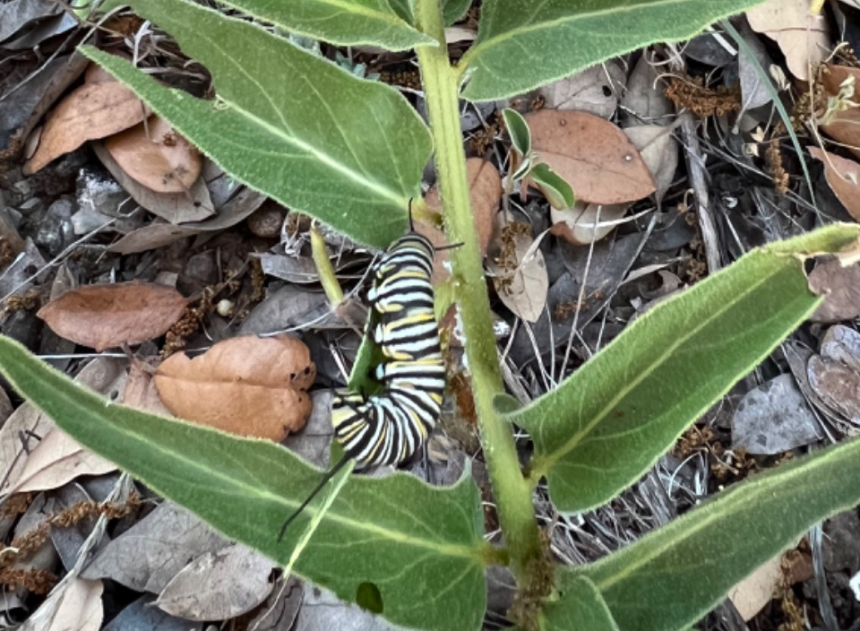 Larvae on milkweed