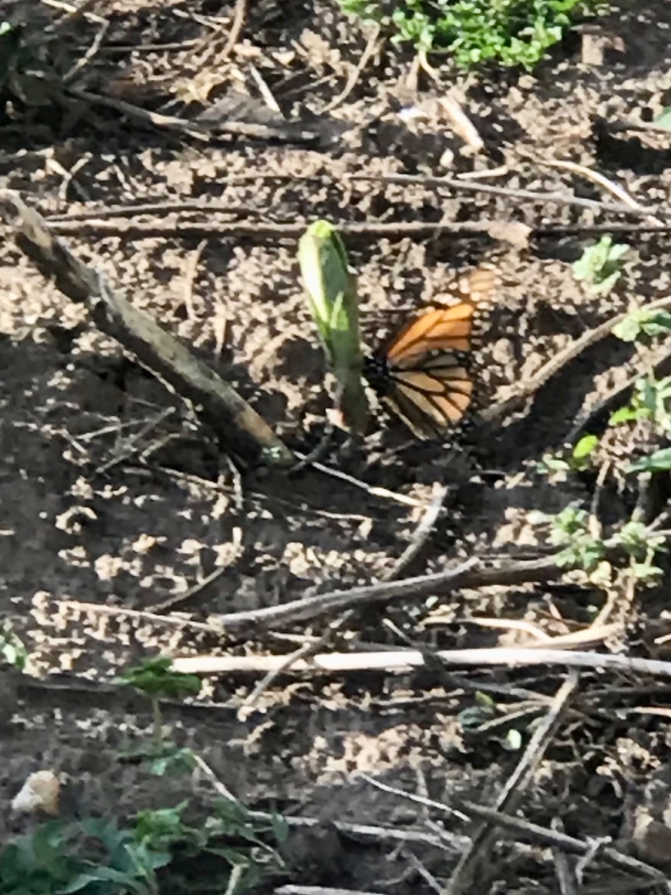 Monarch laying eggs on emerging milkweed