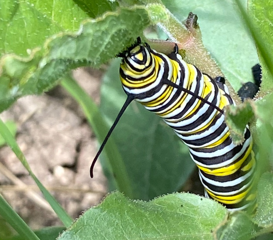 Monarch larva on milkweed