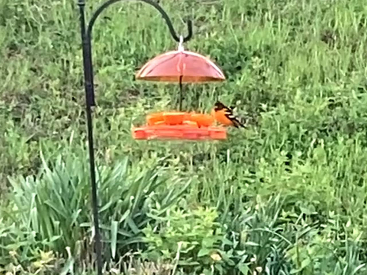 Baltimore Oriole perched at feeder