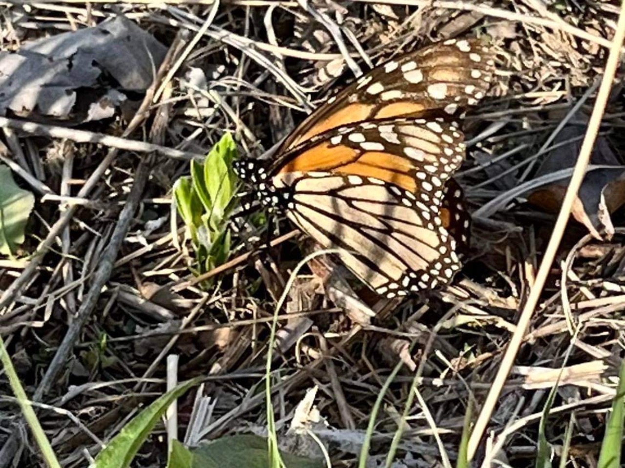 monarch laying eggs