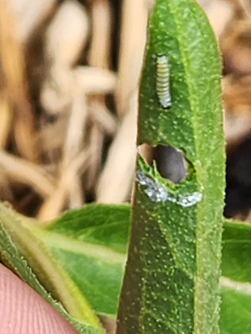 larva on milkweed