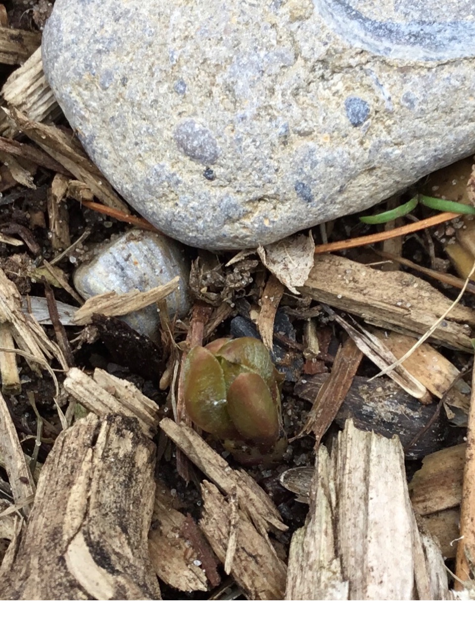 early milkweed emergence