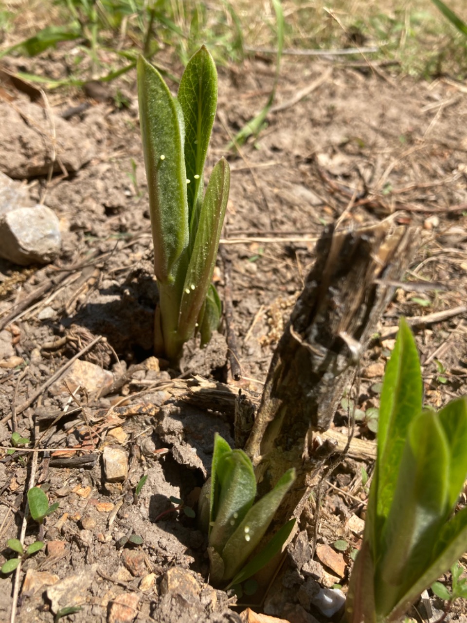 monarch eggs on milkweed