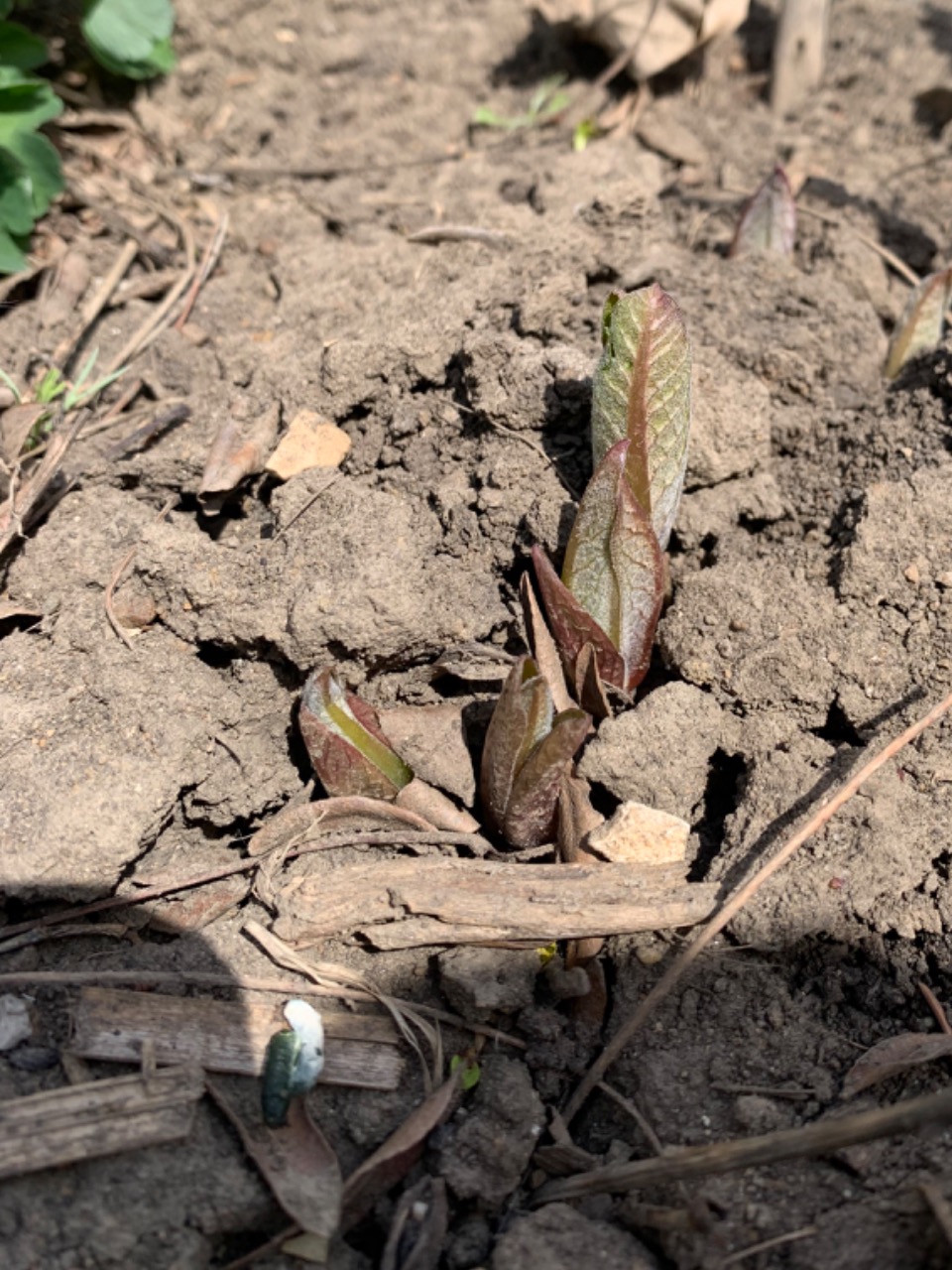 milkweed emergence