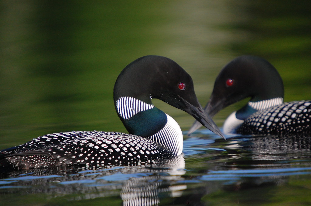 two loons swimning