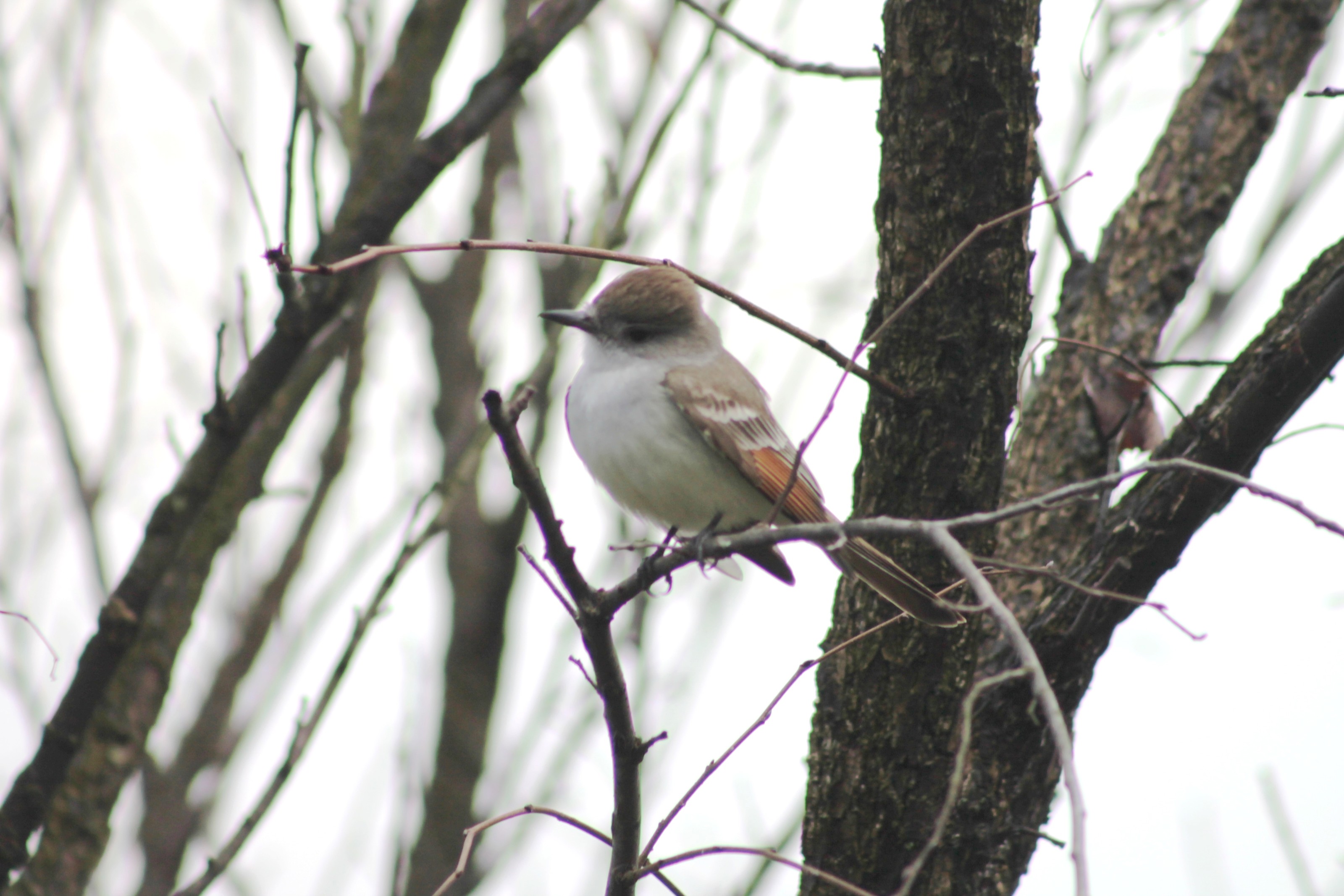 Ash-throated Flycatcher