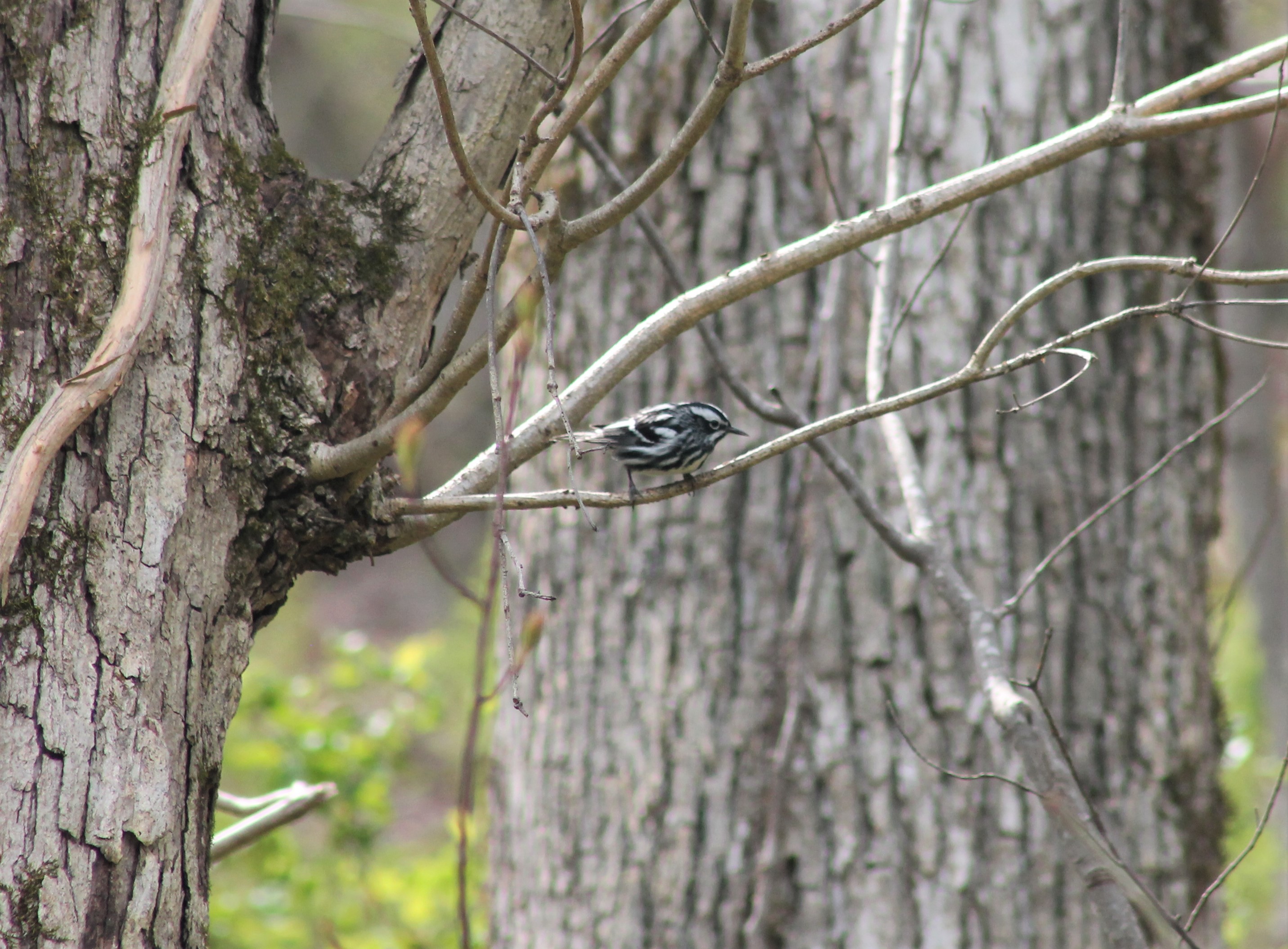 Black-and-white Warbler