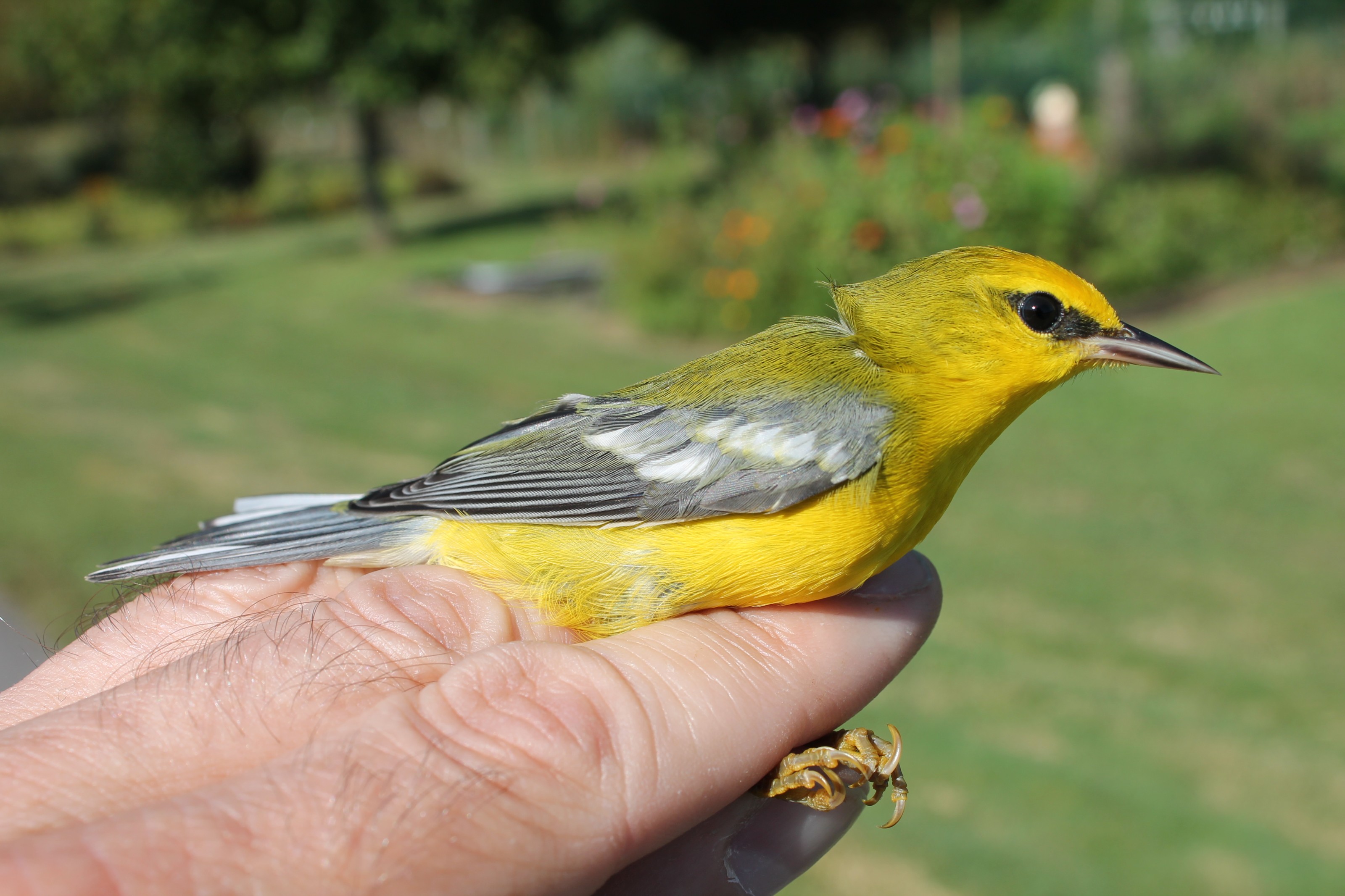 Blue-winged Warbler