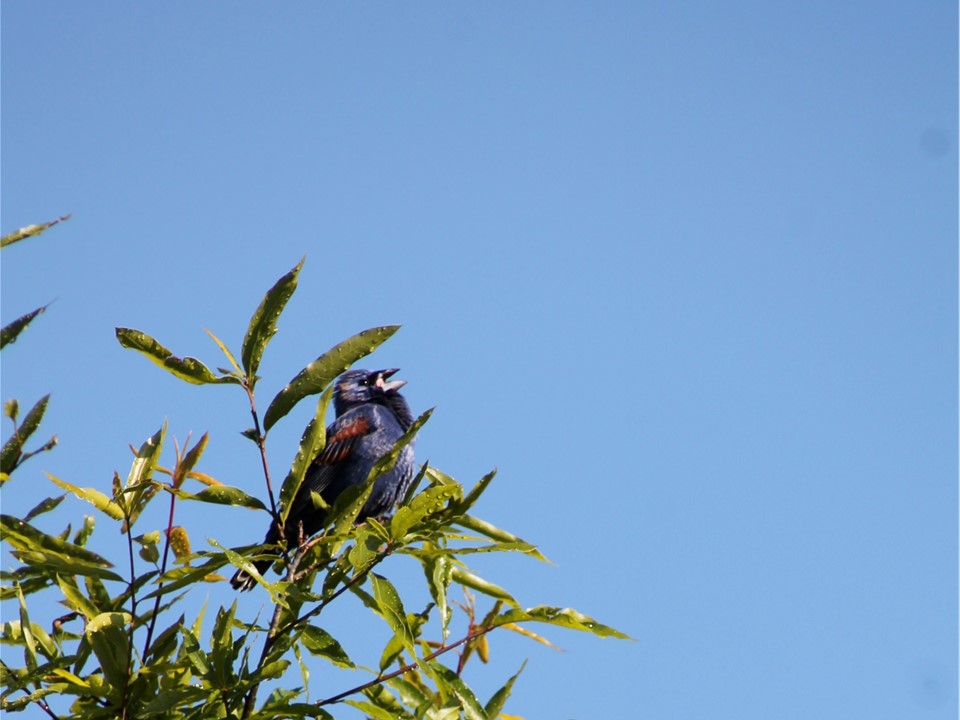 Blue Grosbeak