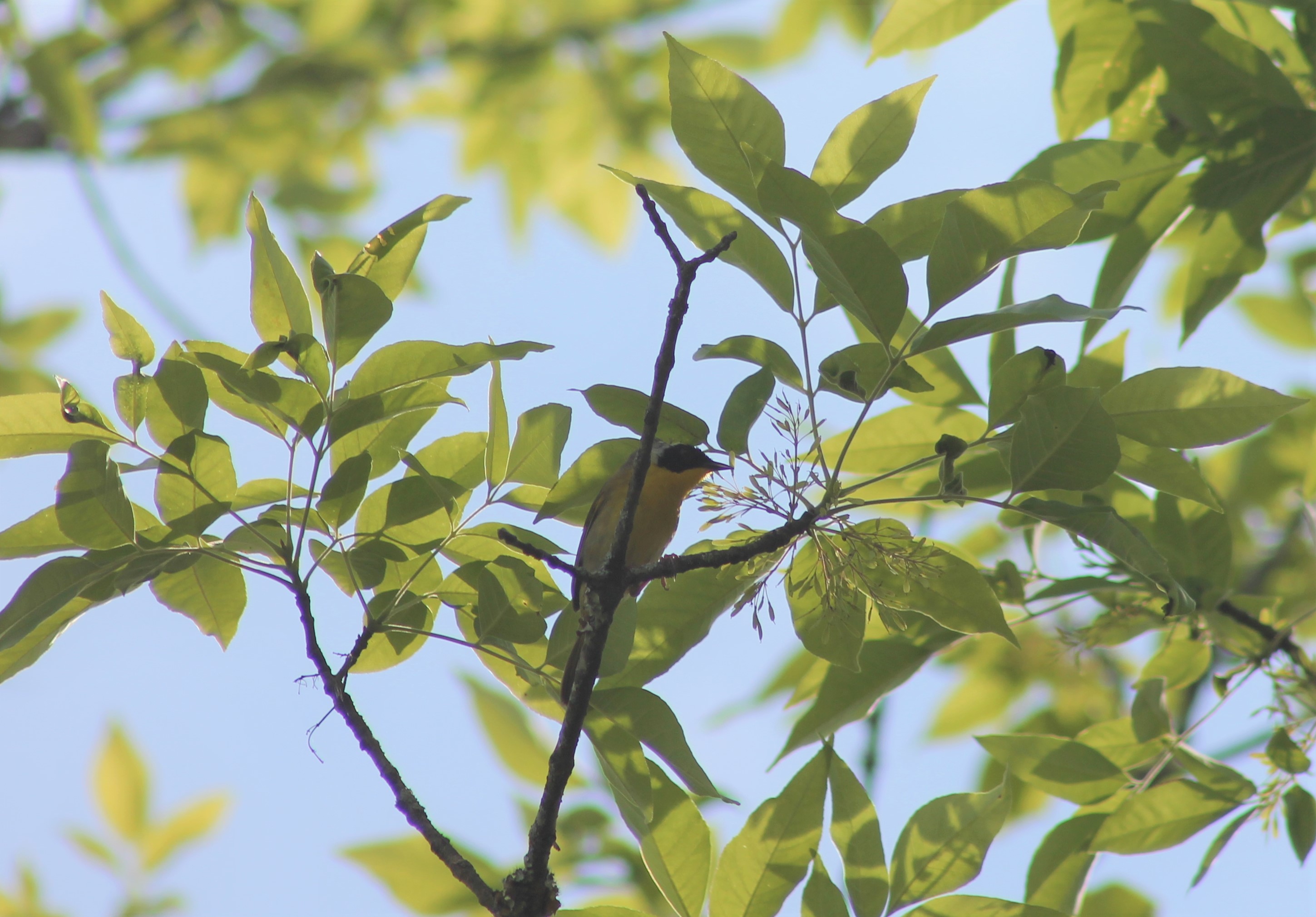 Common Yellowthroat