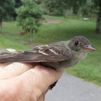 Eastern Wood-Pewee