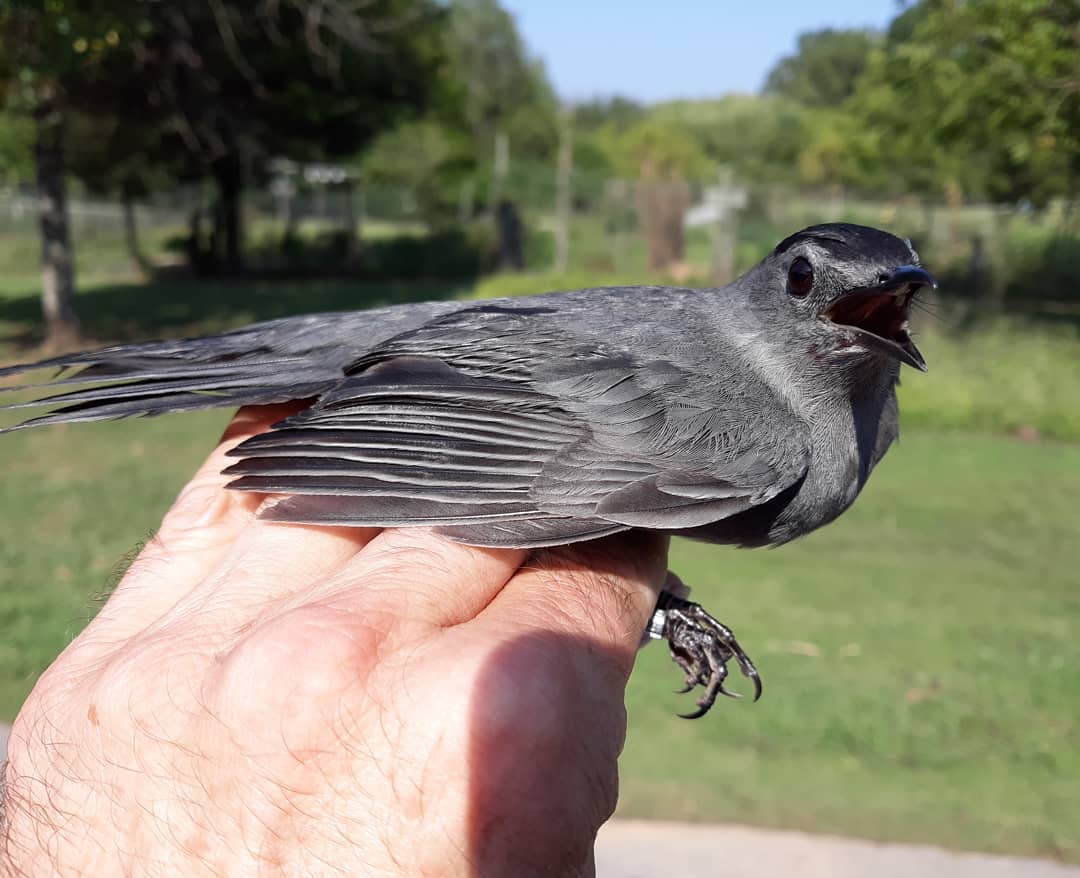 Gray Catbird