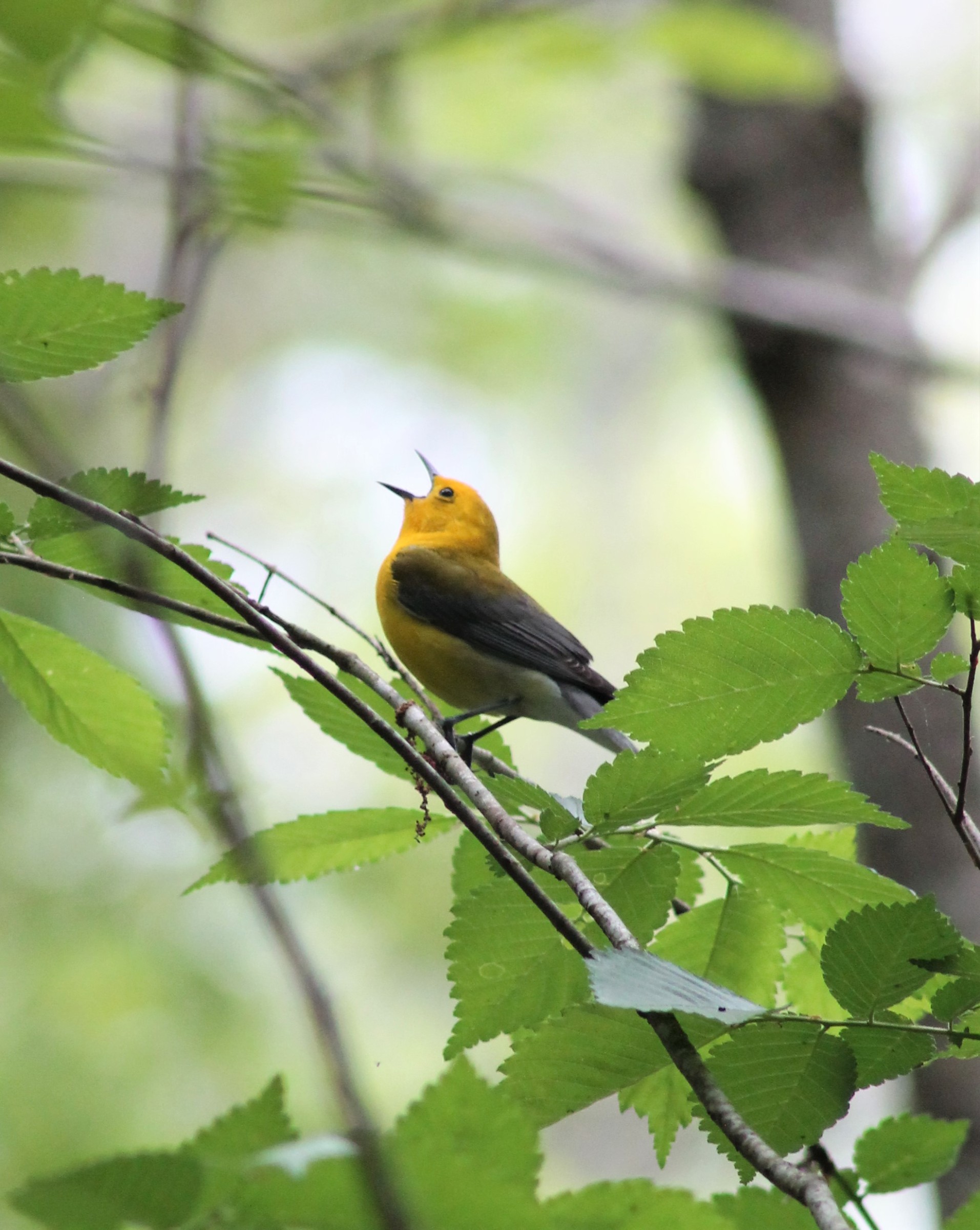 Prothonotary Warbler