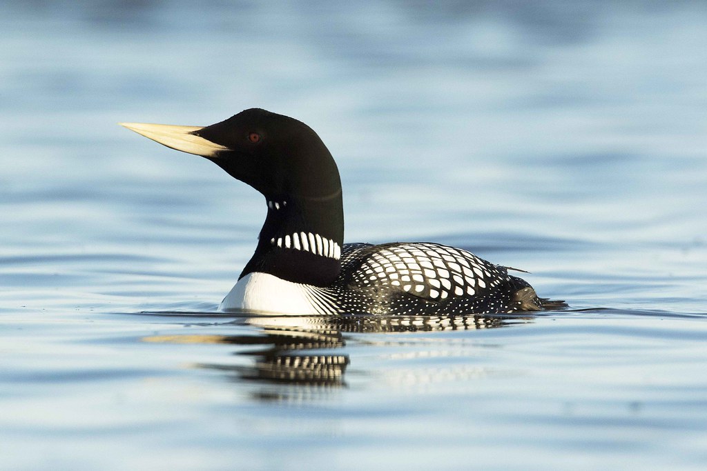 Loon: Yellow-billed loon