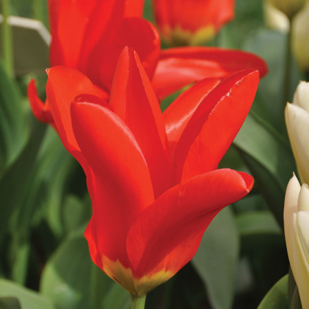 Red Emperor Tulip