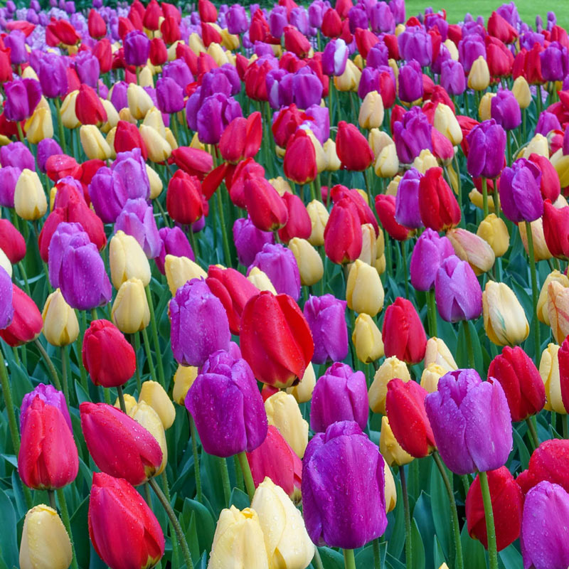 field of tulips