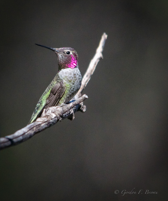 Anna's Hummingbird