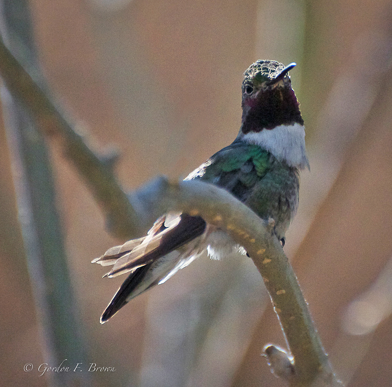 Broad-tailed Hummingbird