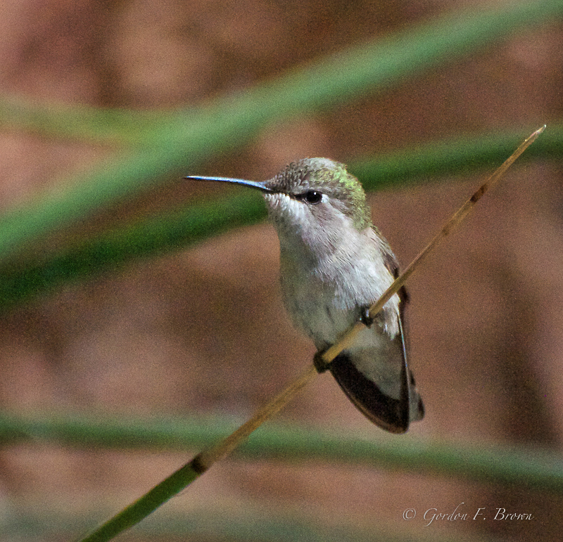 Female Costa's Hummingbird