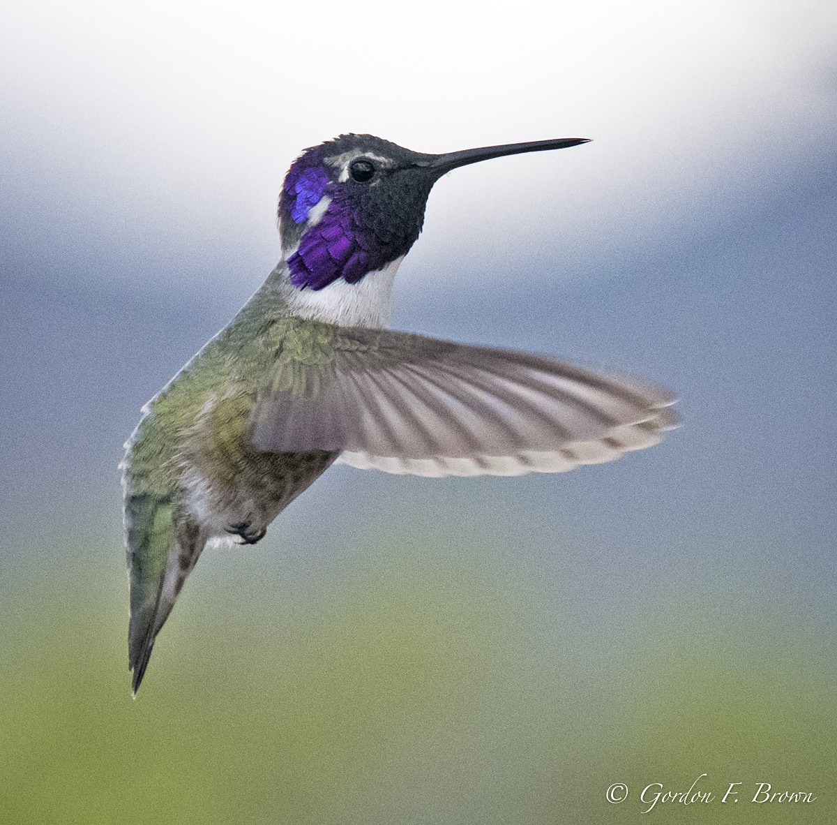 Male Costas Hummingbird