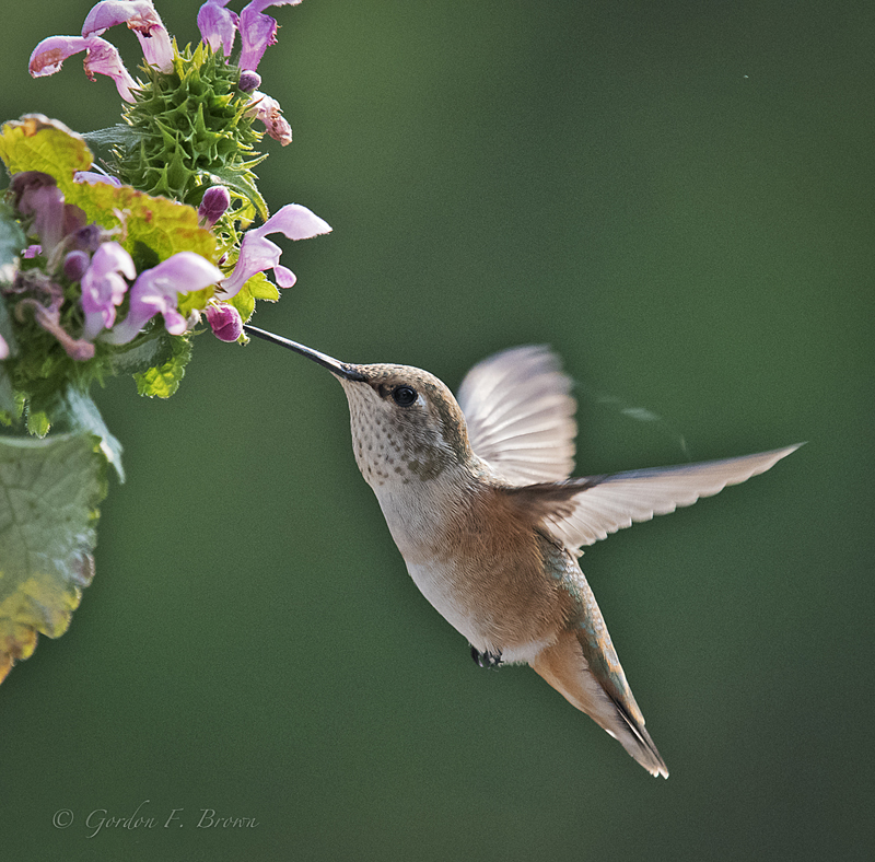 Female Rufous