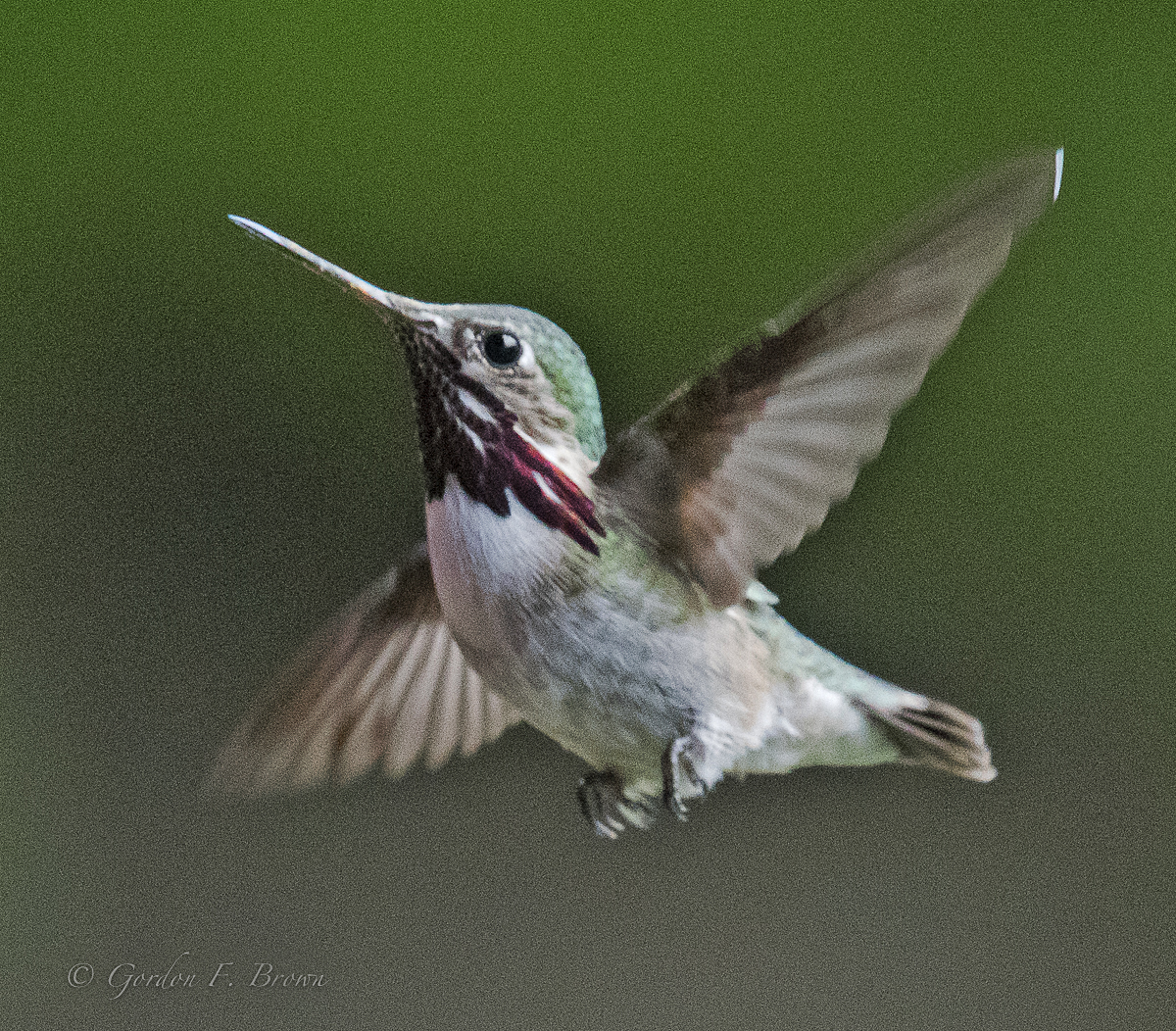 Male Calliope 