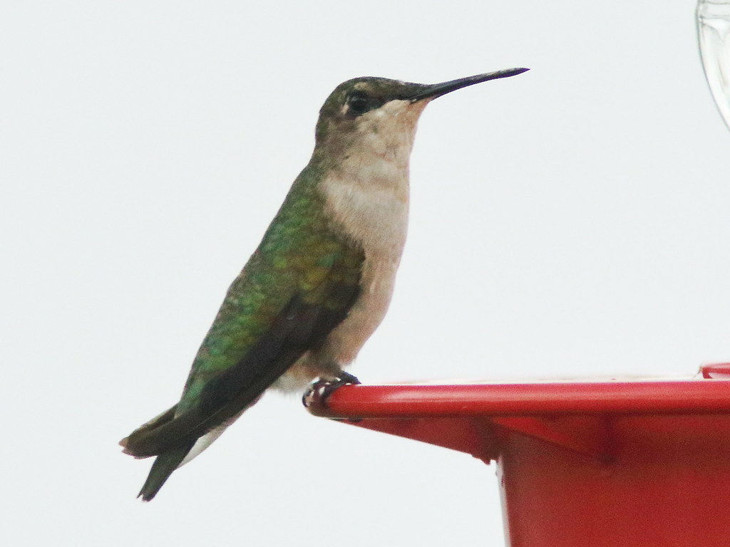 Female Ruby-throated Hummingbird