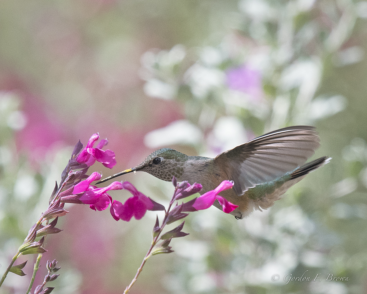 female Broad-tailed hummingbird